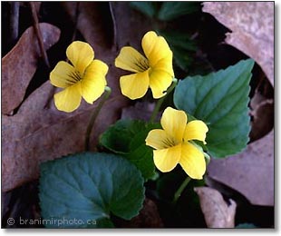 yellow violets in soft,  diffused light