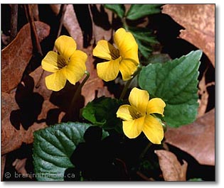 yellow violet in strong, directional light